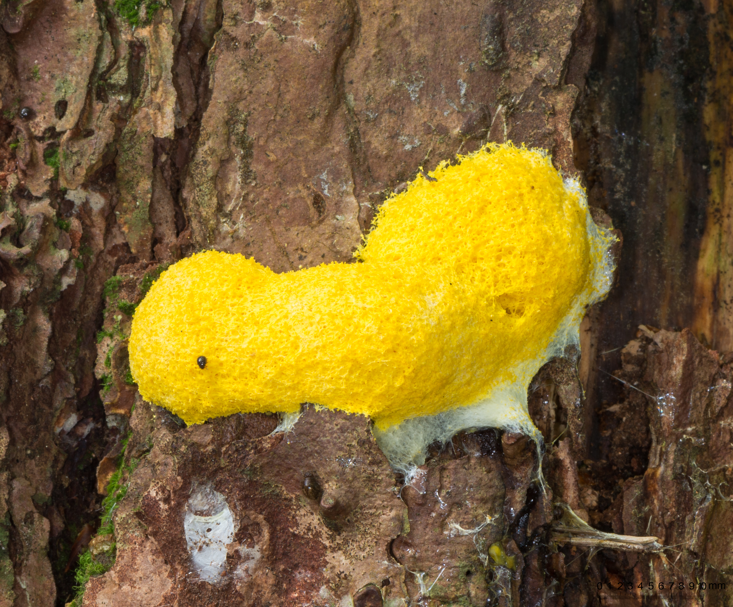 Dog vomit slime mold